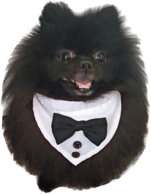 FASHION PET Collar Tuxedo White